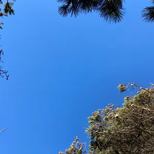 bearcaran