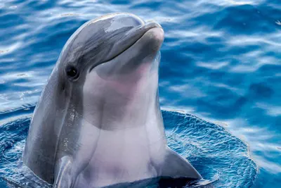 DDDelfino