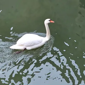 fasko42