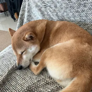 skyskyjunior