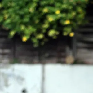 Weston1988